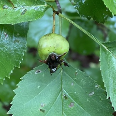 Crataegus phaenopyrum