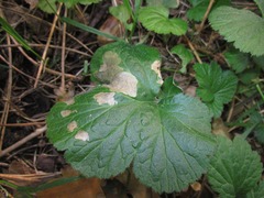 Metallus lanceolatus