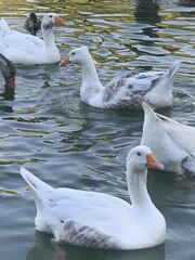 Anser anser domesticus