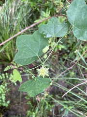 Passiflora lutea