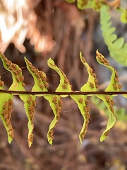 Asplenium platyneuron