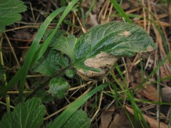 Metallus lanceolatus