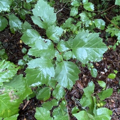 Crataegus phaenopyrum