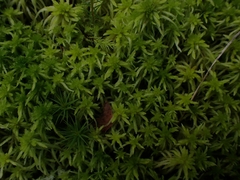 Sphagnum