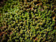 Selaginella rupestris