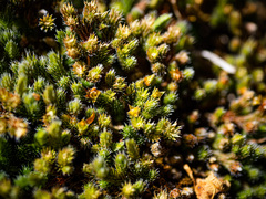 Selaginella rupestris
