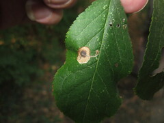 Stigmella plagicolella