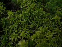 Sphagnum