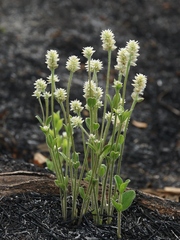 Pfaffia jubata
