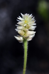 Pfaffia jubata
