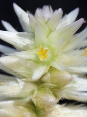 Pfaffia jubata