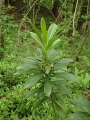 Daphne laureola
