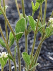 Pfaffia jubata