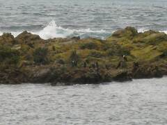 Microcarbo melanoleucos brevirostris