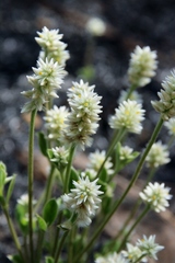 Pfaffia jubata
