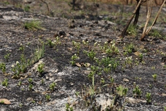 Pfaffia jubata