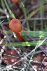 Laccaria laccata