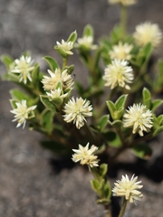 Pfaffia jubata