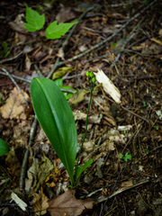 Clintonia borealis