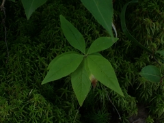 Lysimachia borealis