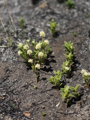 Pfaffia jubata