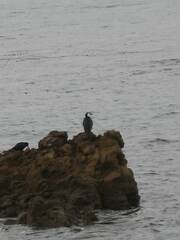 Microcarbo melanoleucos brevirostris