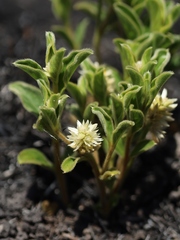 Pfaffia jubata