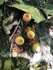 Calostoma cinnabarinum