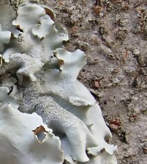 Parmotrema tinctorum