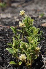 Pfaffia jubata