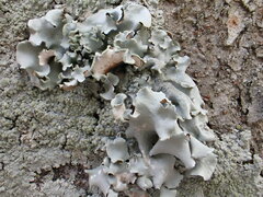 Parmotrema tinctorum