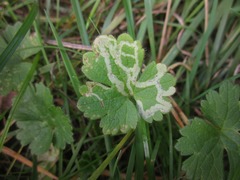 Agromyza nigrescens