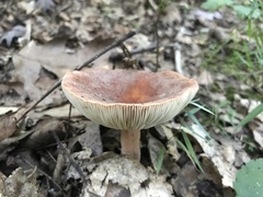 Lactifluus