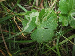 Agromyza nigrescens