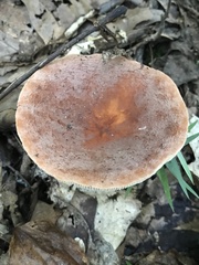 Lactifluus