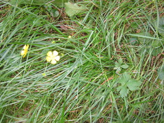 Phytomyza ranunculivora