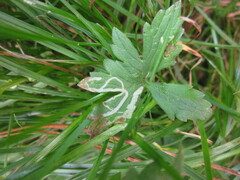 Phytomyza ranunculivora