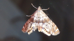 Petrophila fulicalis