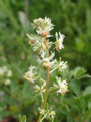 Reseda phyteuma