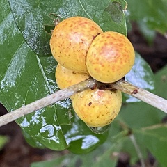 Disholcaspis quercusglobulus