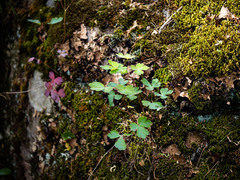 Aquilegia canadensis