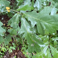 Disholcaspis quercusglobulus