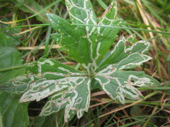 Phytomyza ranunculivora