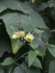Polymnia canadensis