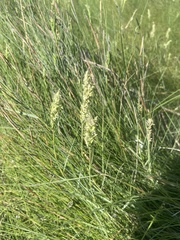 Sporobolus pumilus