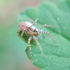 Lycosoidea