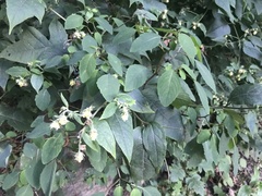 Polymnia canadensis
