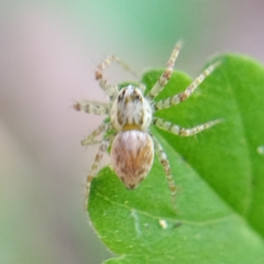 Lycosoidea