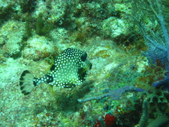 Lactophrys triqueter