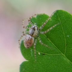 Lycosoidea